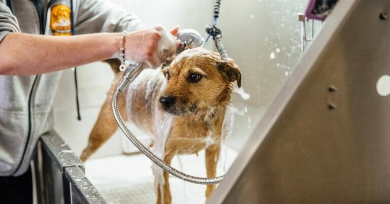 Best Shower Heads For Dogs